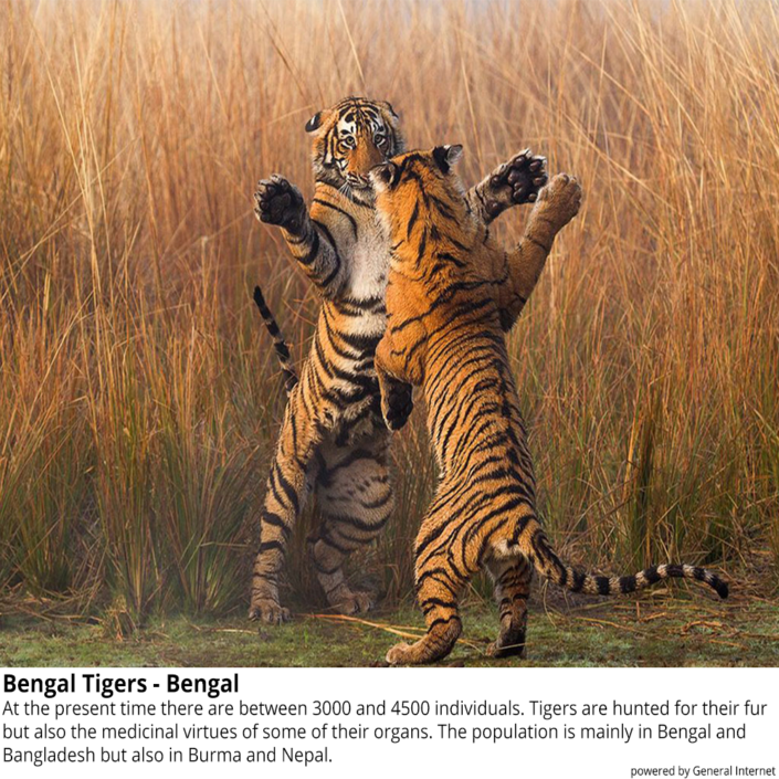 Bengal Tigers – Bengal